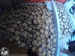 (٢٠٣) (الثريد) وجبة غذائية عراقية يقدمها موكب شهيد المحراب للزائرين